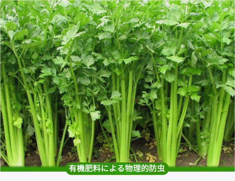 セロリ 500g