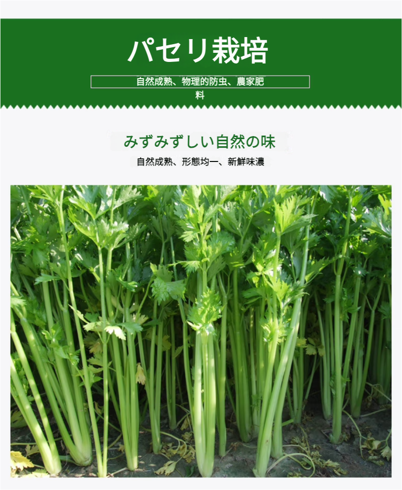 セロリ 500g
