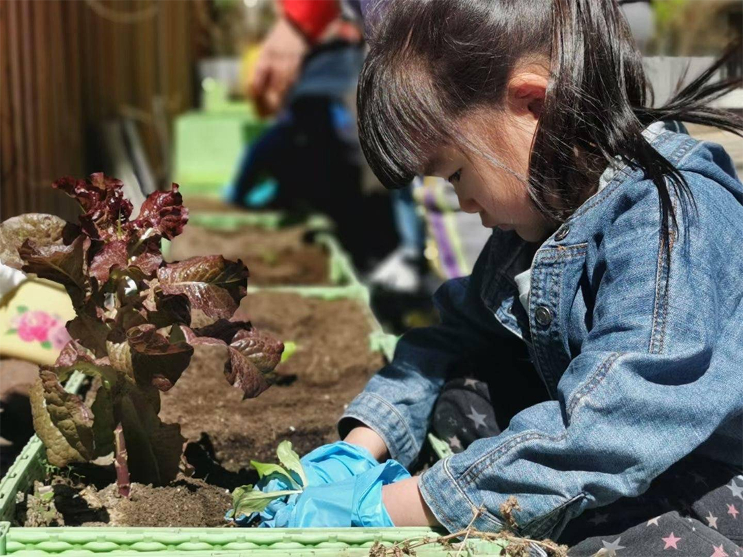 農業体験の様子